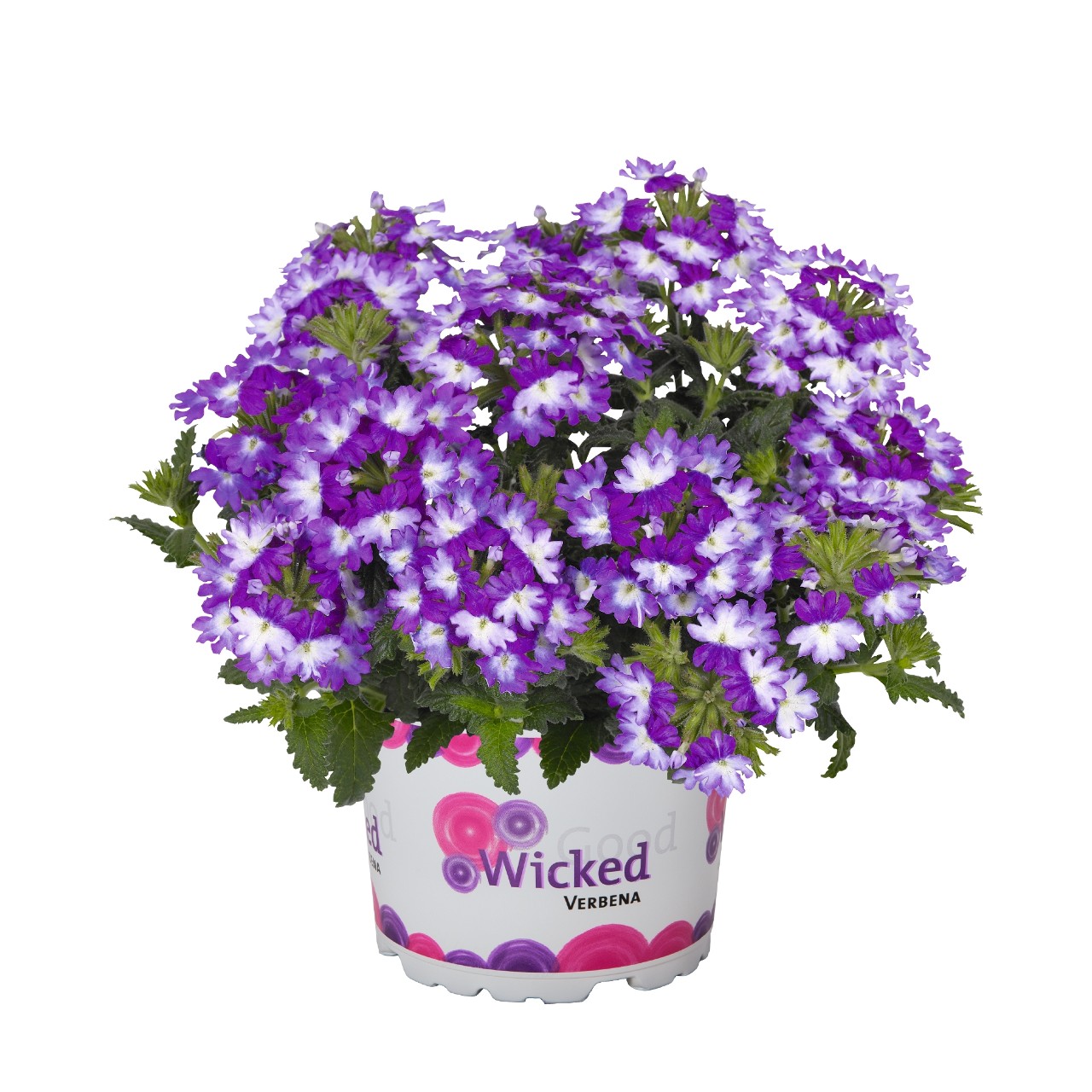 Вербена Wicked Great Grape
