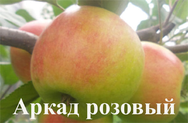 Яблоня Аркад розовый