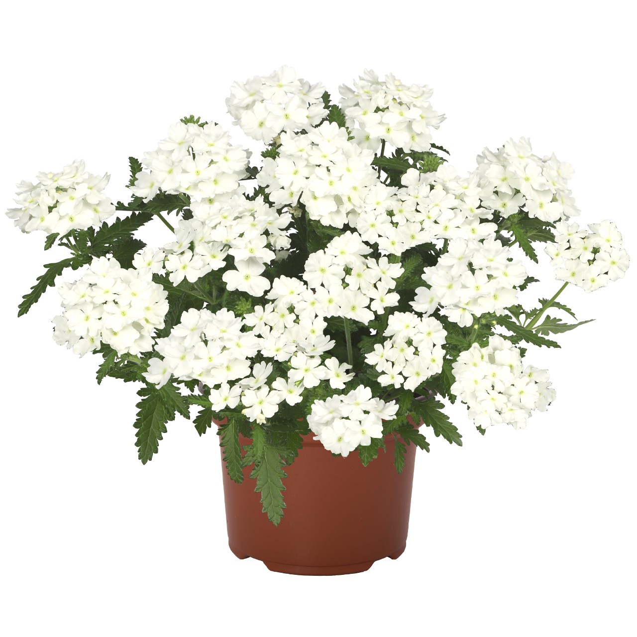 Вербена Empress Flair White