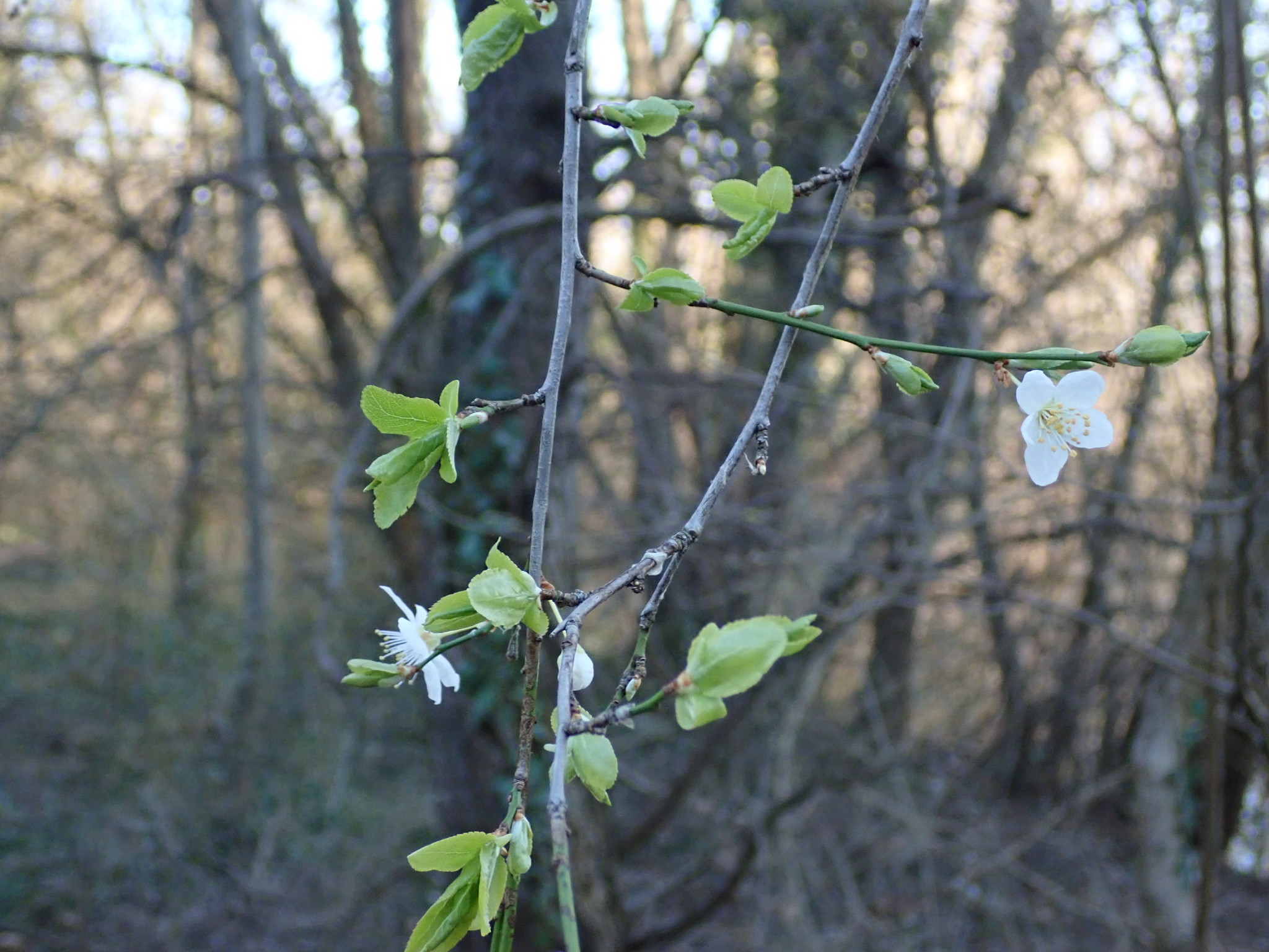 international backfill (iNaturalist): Prunus cerasifera