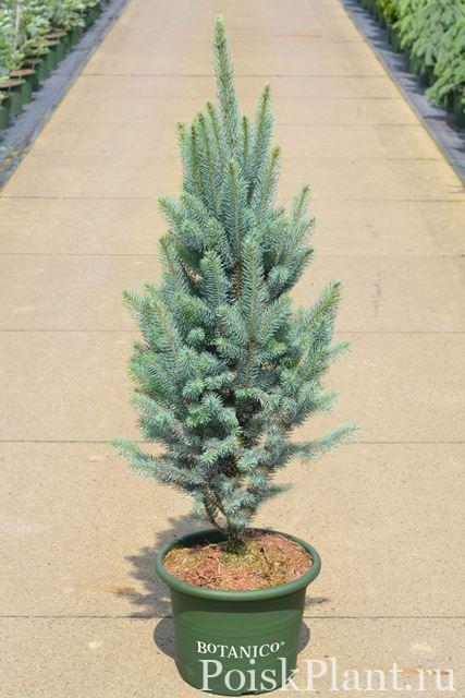 Ель колючая Columnaris Glauca