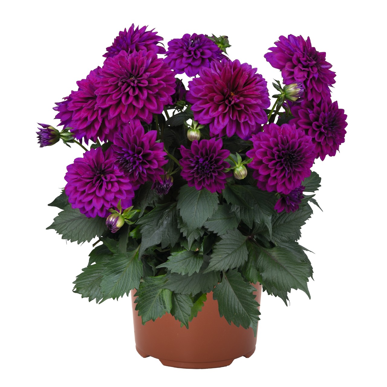 Георгина Hypnotica Purple