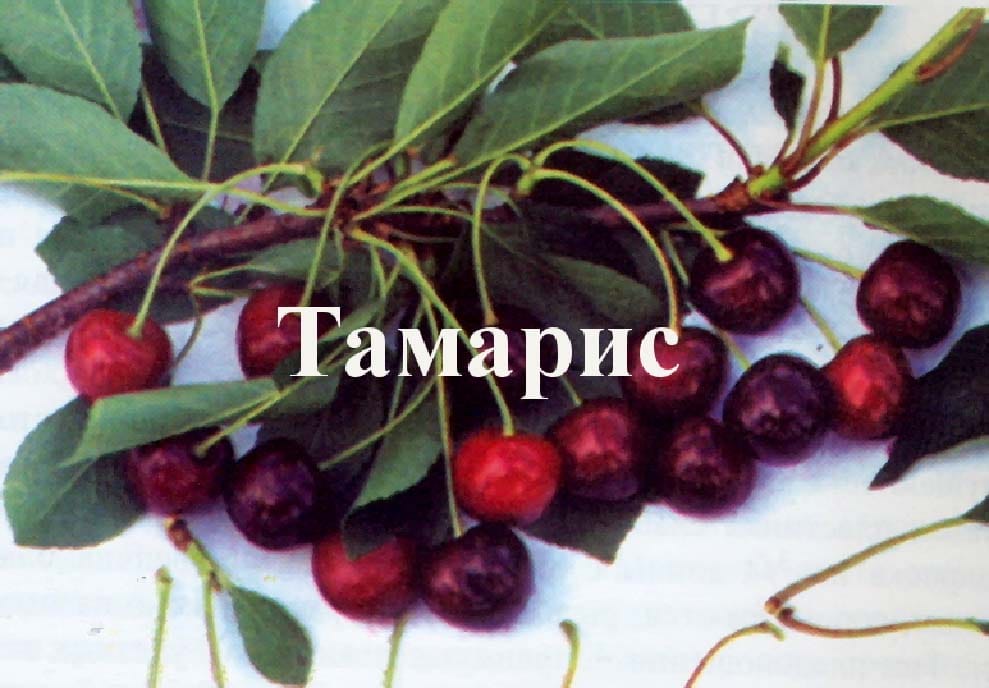 Вишня Тамарис