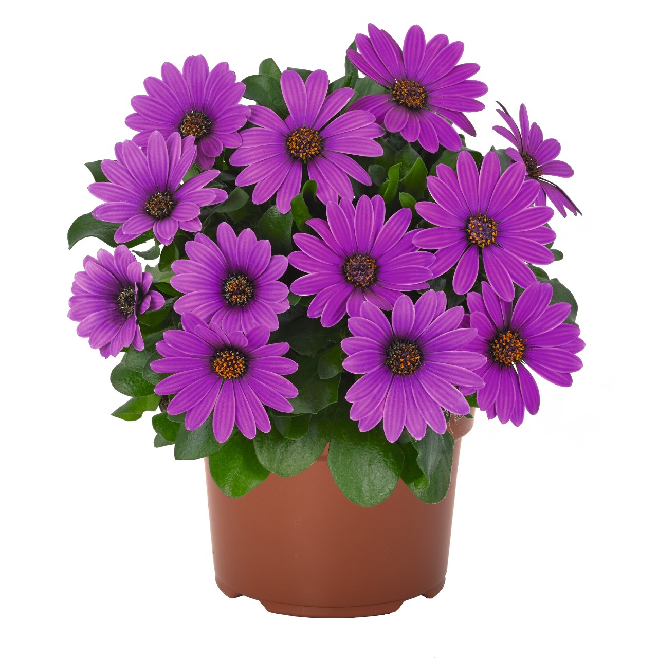 Остеоспермум Margarita Dark Lilac