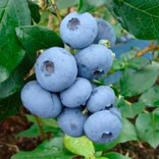 Голубика высокорослая (Vaccinium corymbosum Atlantic)
