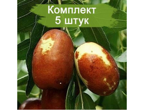 Зизифус (унаби) Китайский - 2А