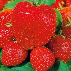 Земляника садовая (Fragaria ananassa Maxim)