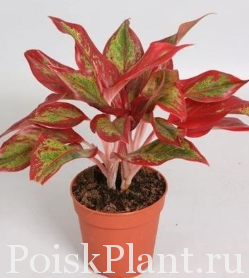 Аглаонема гибридная Crete Flame