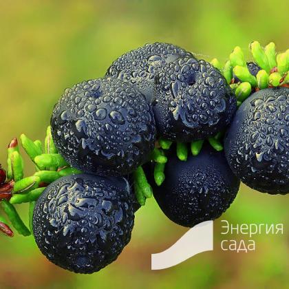shiksha-chernaya-voronika
