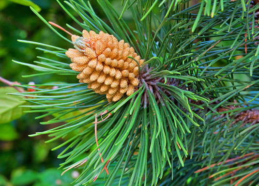 Сосна черная 'Pinus nigra'