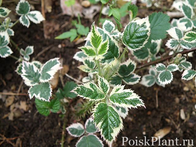 Ежевика кустистая Variegatus