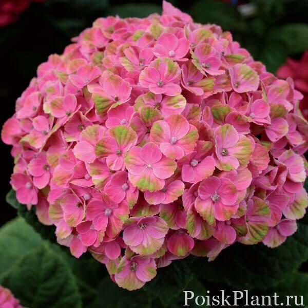 Гортензия крупнолистная Magical Coral