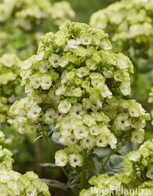 Флокс метельчатый Orchid Green