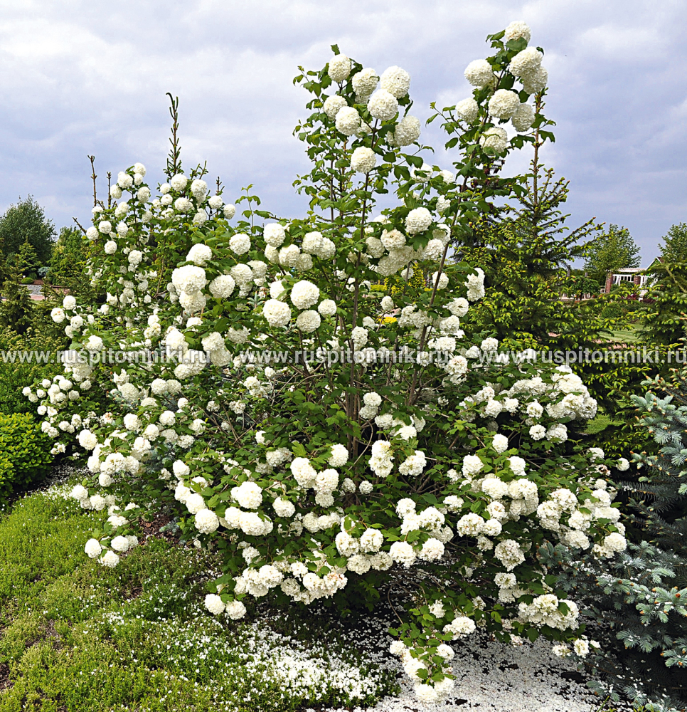 Калина обыкновенная Roseum’ = ‘Boule de Neige’ = ‘Sterilis