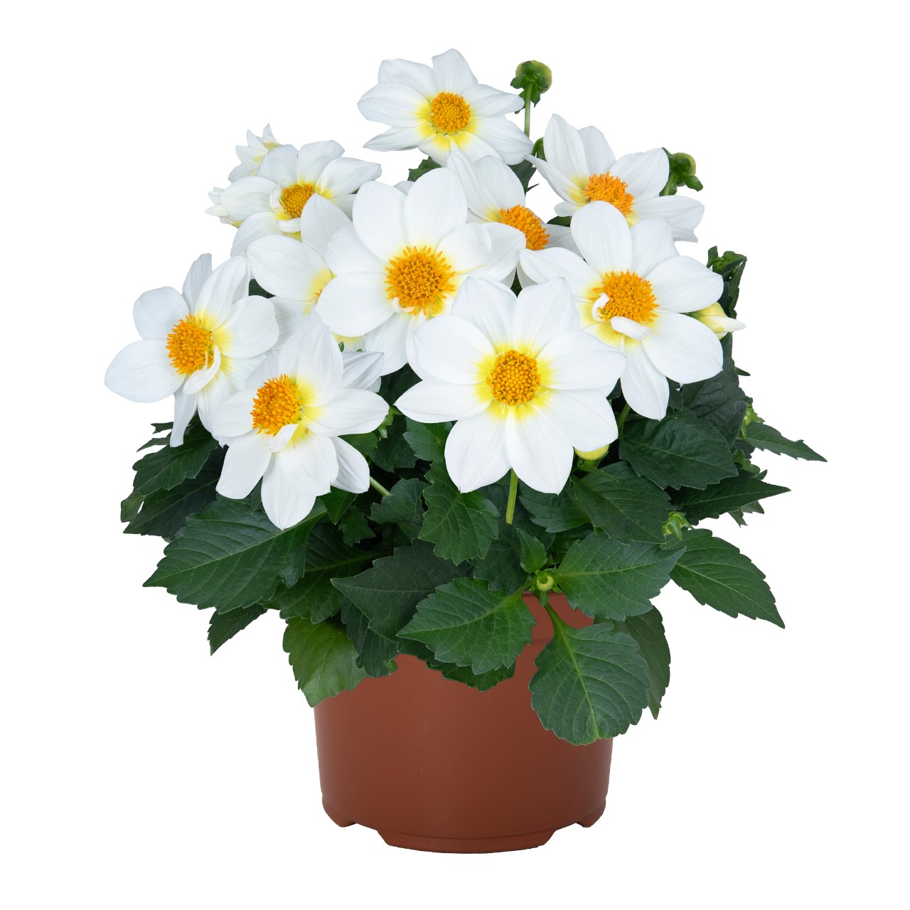 Георгина Summer Bees White