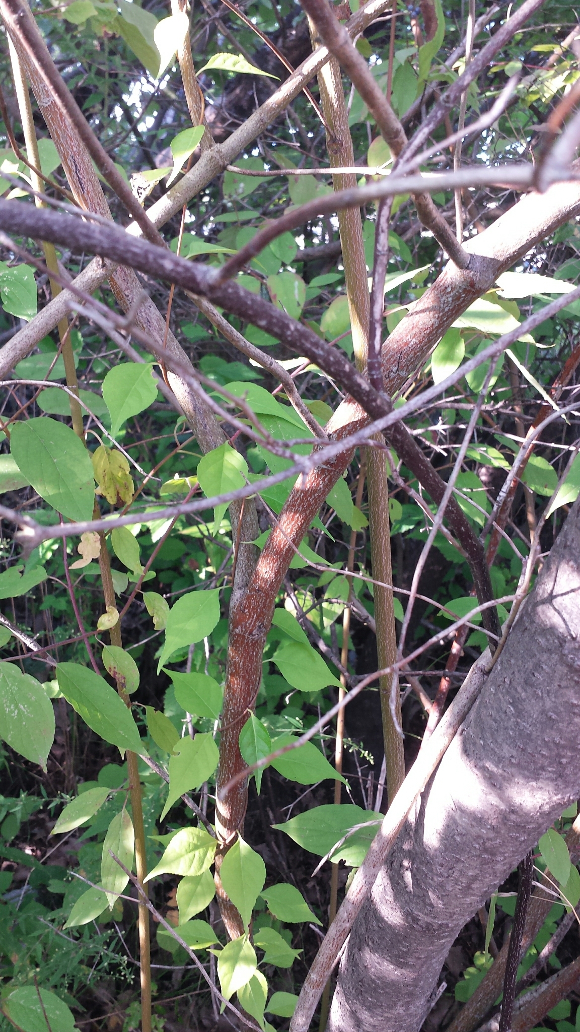 international backfill (iNaturalist): Cornus
