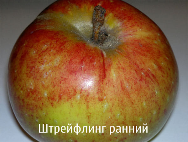 Яблоня "Штрейфлинг ранний" Садоград 2хлетние саженцы