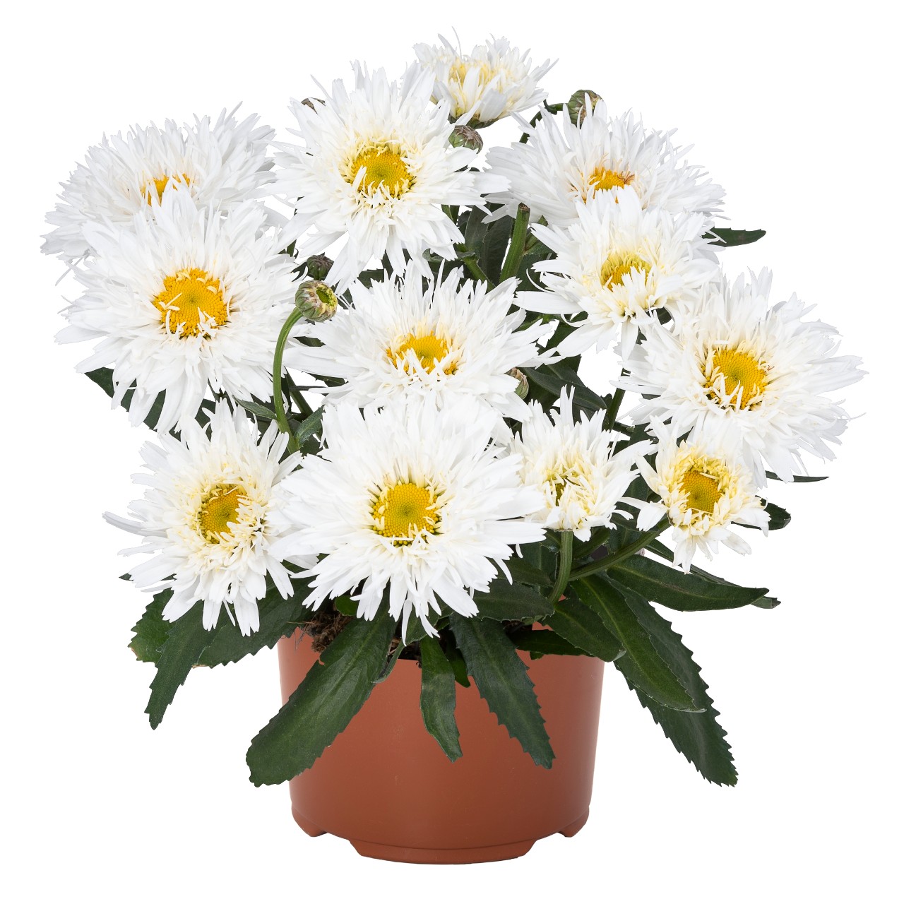 Нивяник Sweet Daisy Rebecca