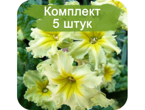 Примула гибридная Франческа