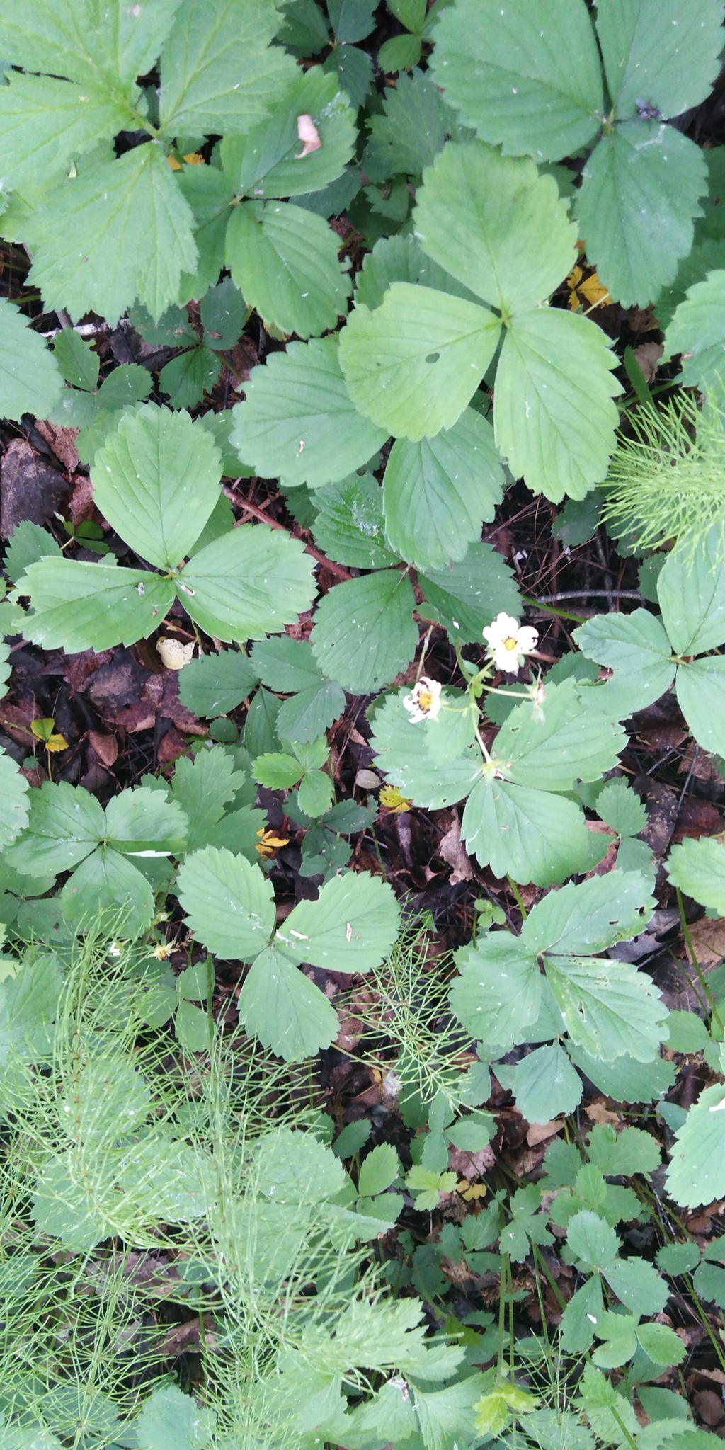 international backfill (iNaturalist): Fragaria × ananassa