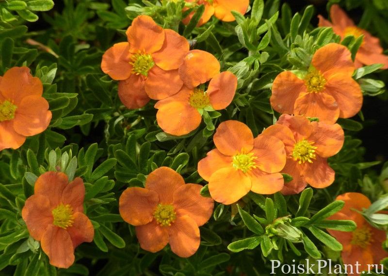 Лапчатка кустарниковая Orange Tip Top