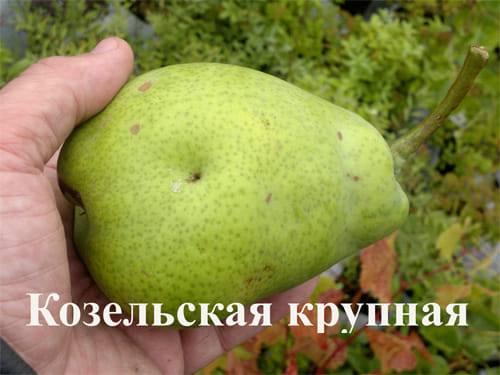 Груша Козельская крупная