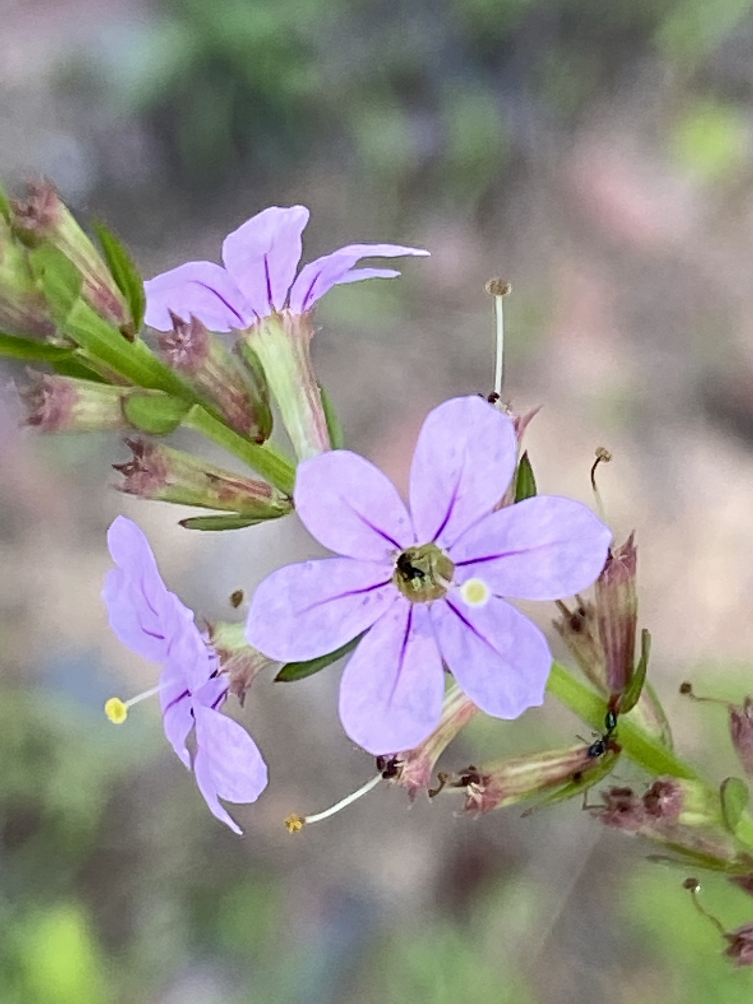 international backfill (iNaturalist): Lythrum