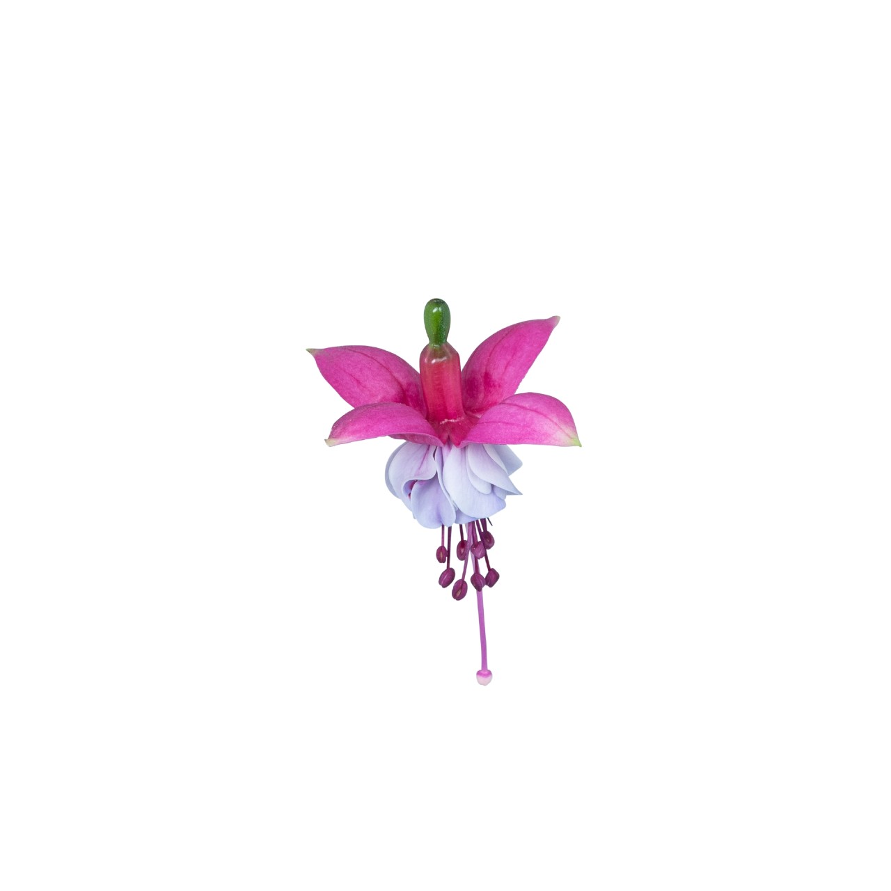 Фуксия Ballerina Assemblé