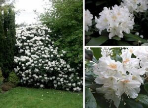 Рододендрон 'Cunningham's White' С4 30-40 CM / Rhododendron 'Cunningham's White'