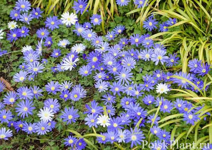 Анемона нежная Blue Star