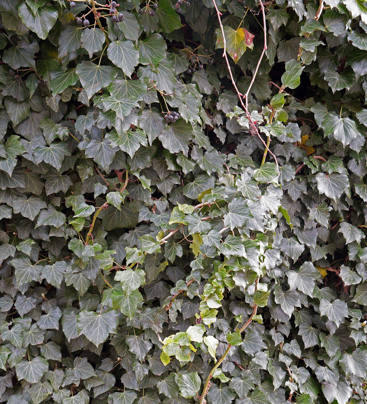 Плющ садовый вечнозелёный (Hedera helix)