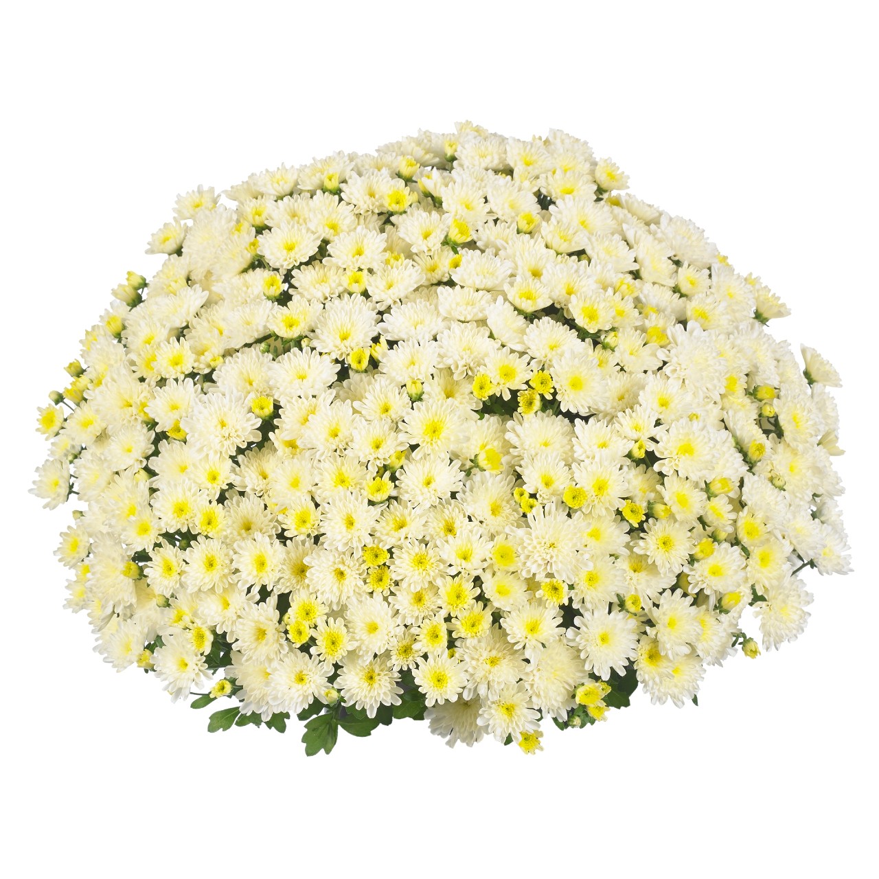 Хризантема Ditto White