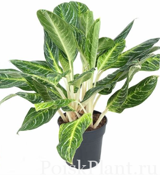 Аглаонема гибридная Key Lime