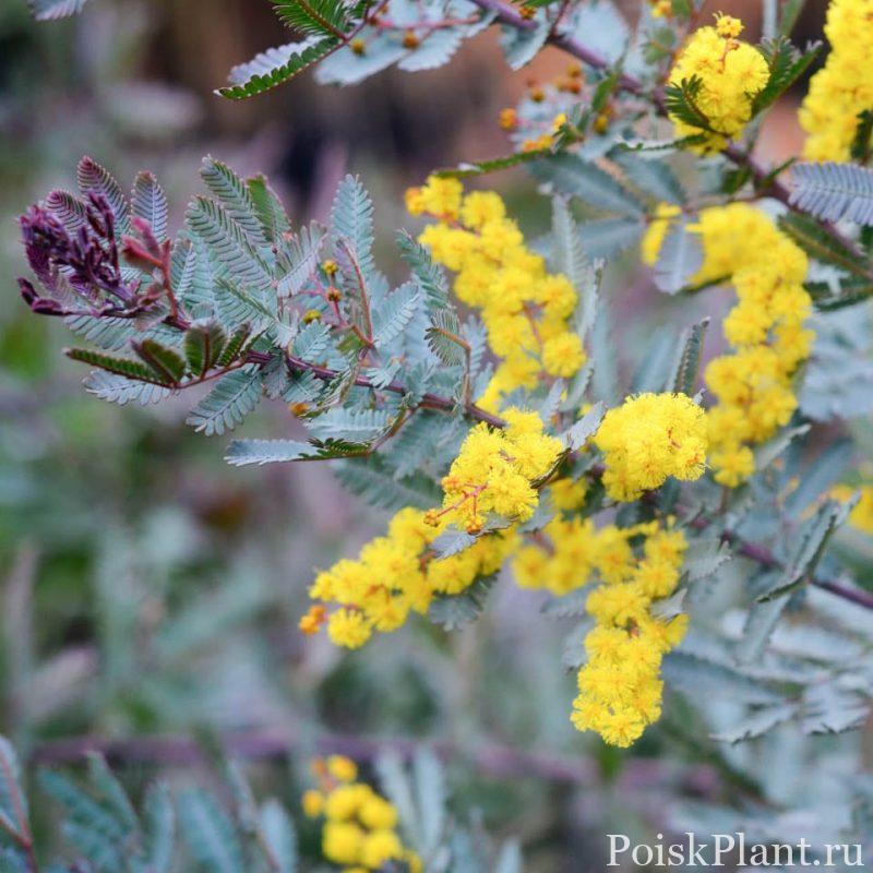 Акация бейли Purpurea