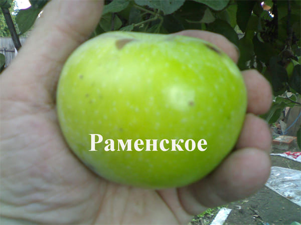 Яблоня Раменское