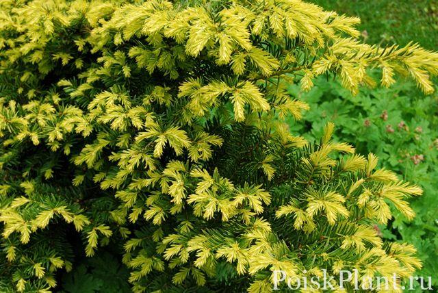 Тис ягодный Repandens Aurea