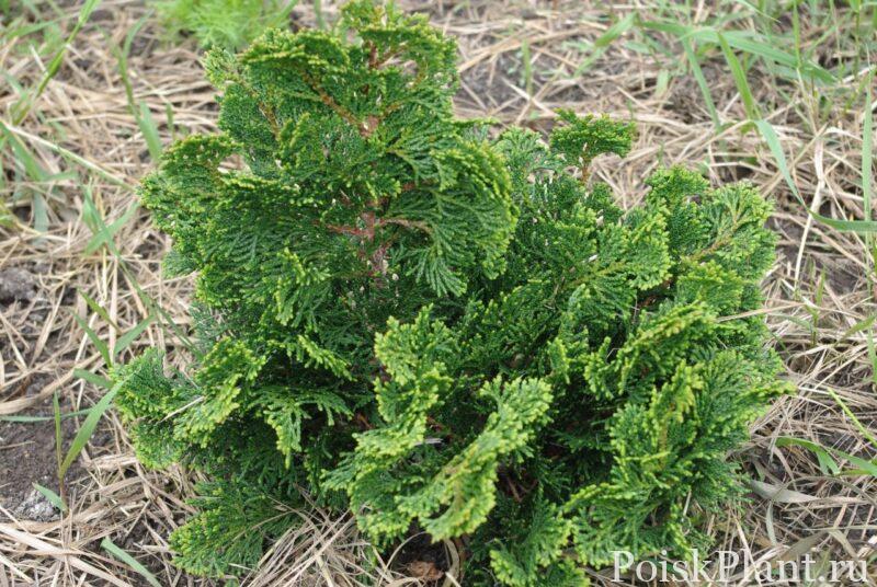 Кипарисовик тупой Nana Gracilis