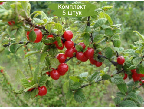 Вишня войлочная Алиса
