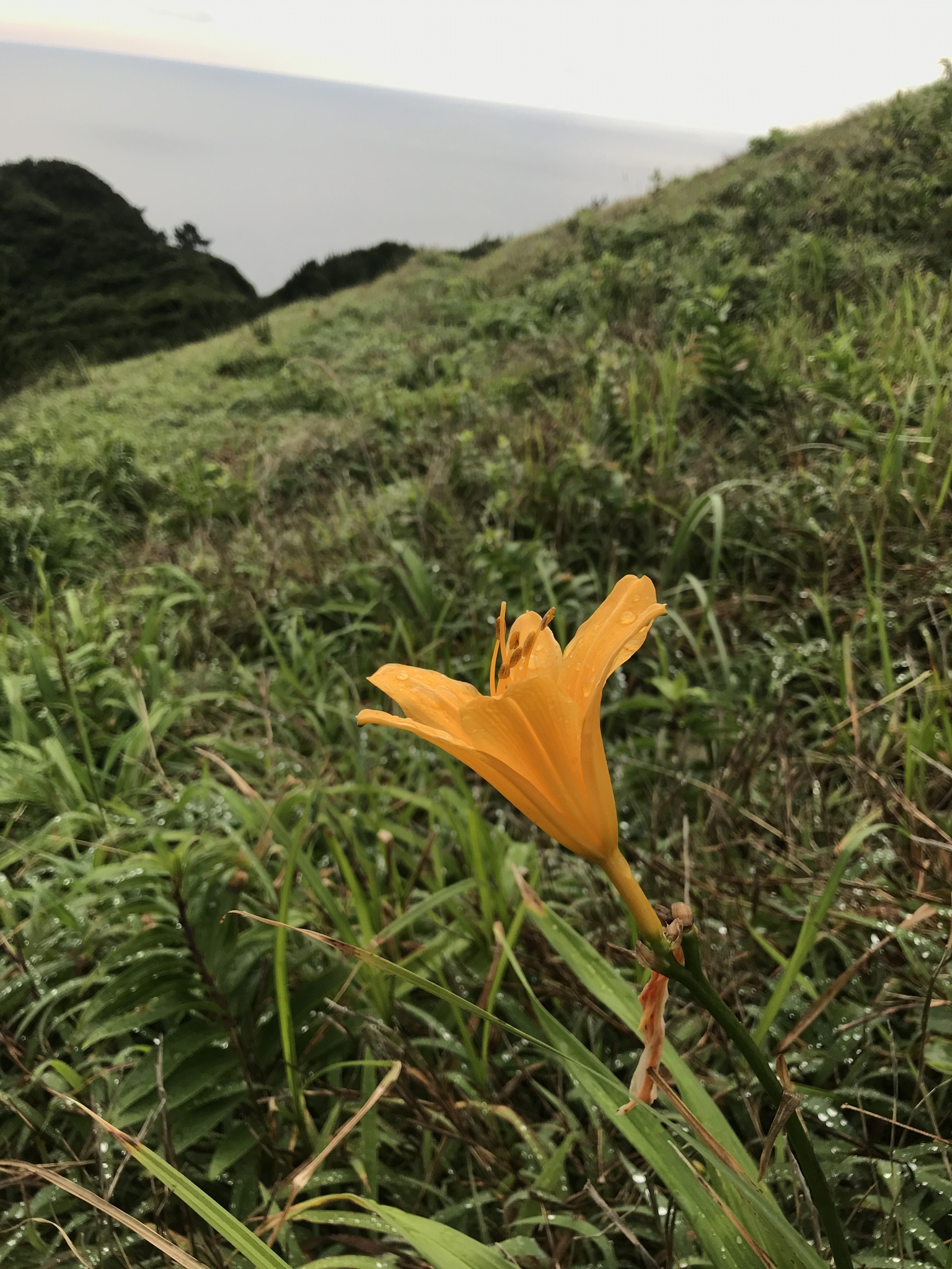 international backfill (iNaturalist): Hemerocallis