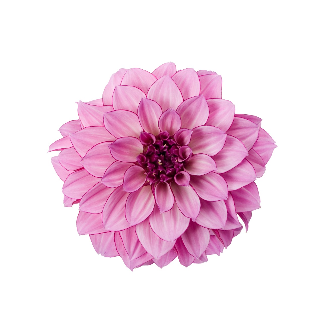 Георгина Hypnotica Purple Bicolor
