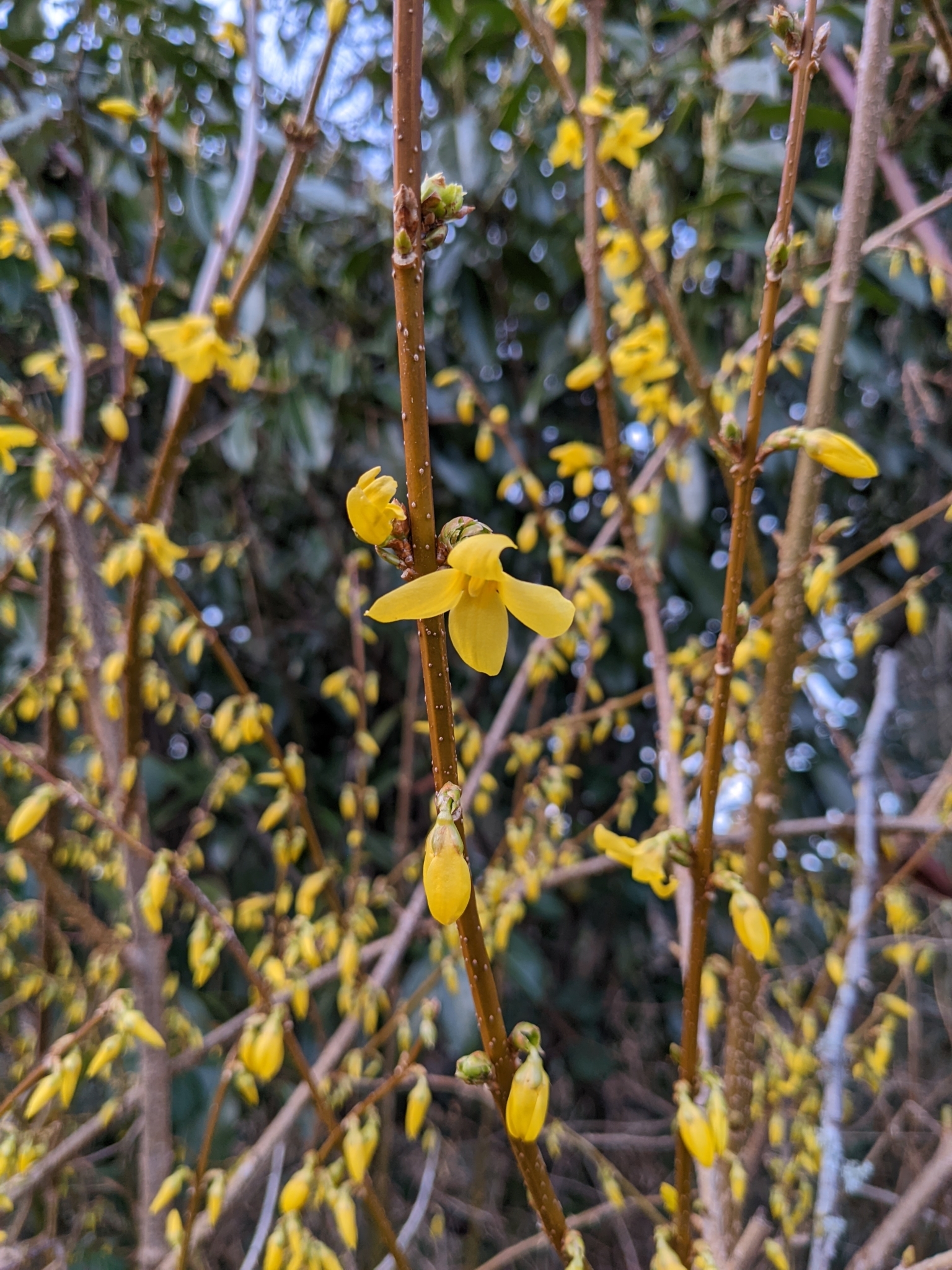 international backfill (iNaturalist): Forsythia
