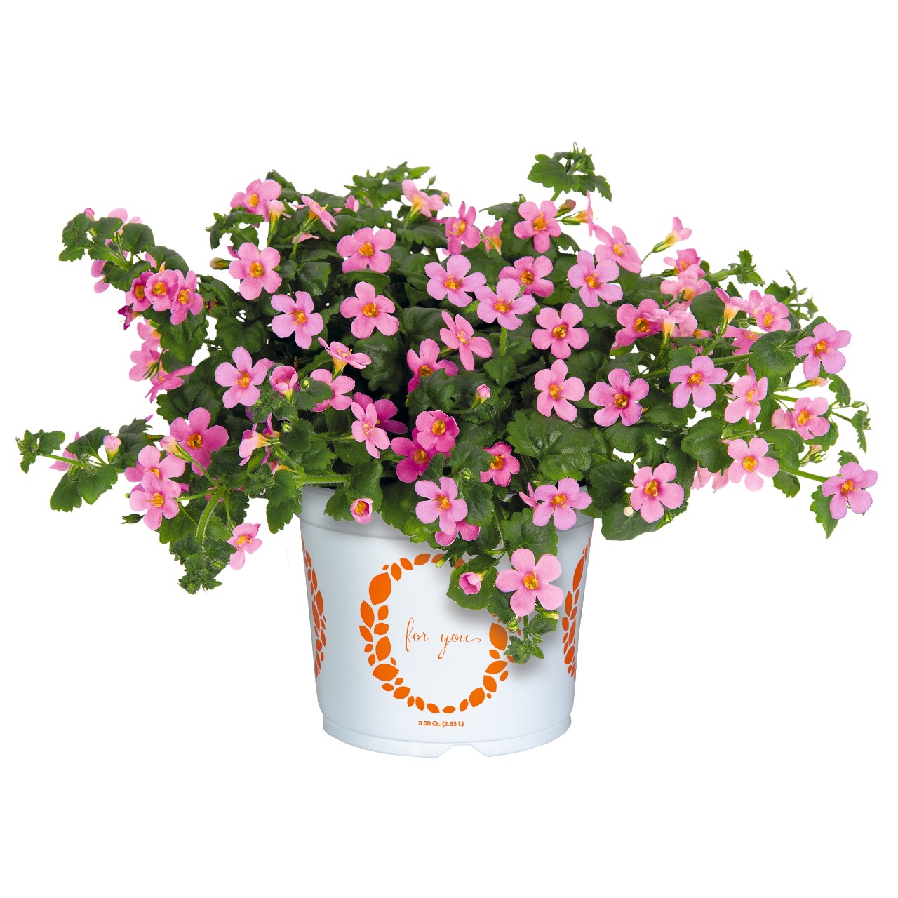 Бакопа Bahia Pink