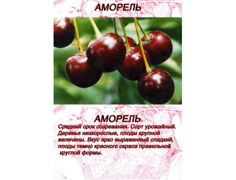 Вишня Аморель