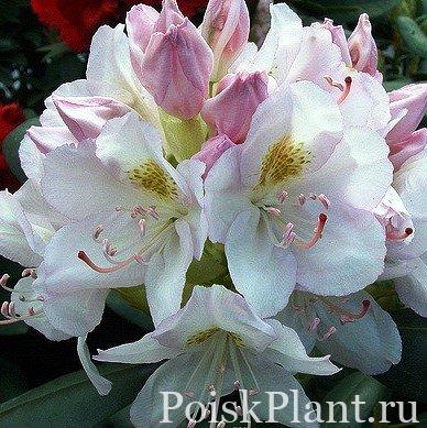 Рододендрон катавбинский Album