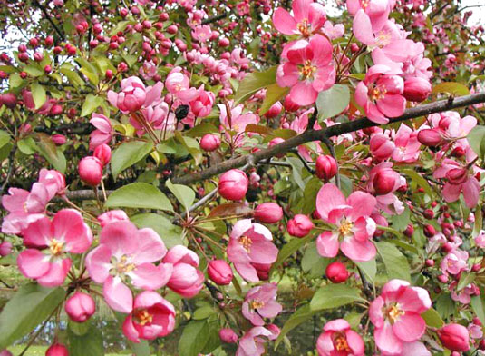 Яблоня декоративная «Makowiecki» (Malus «Makowiecki»)