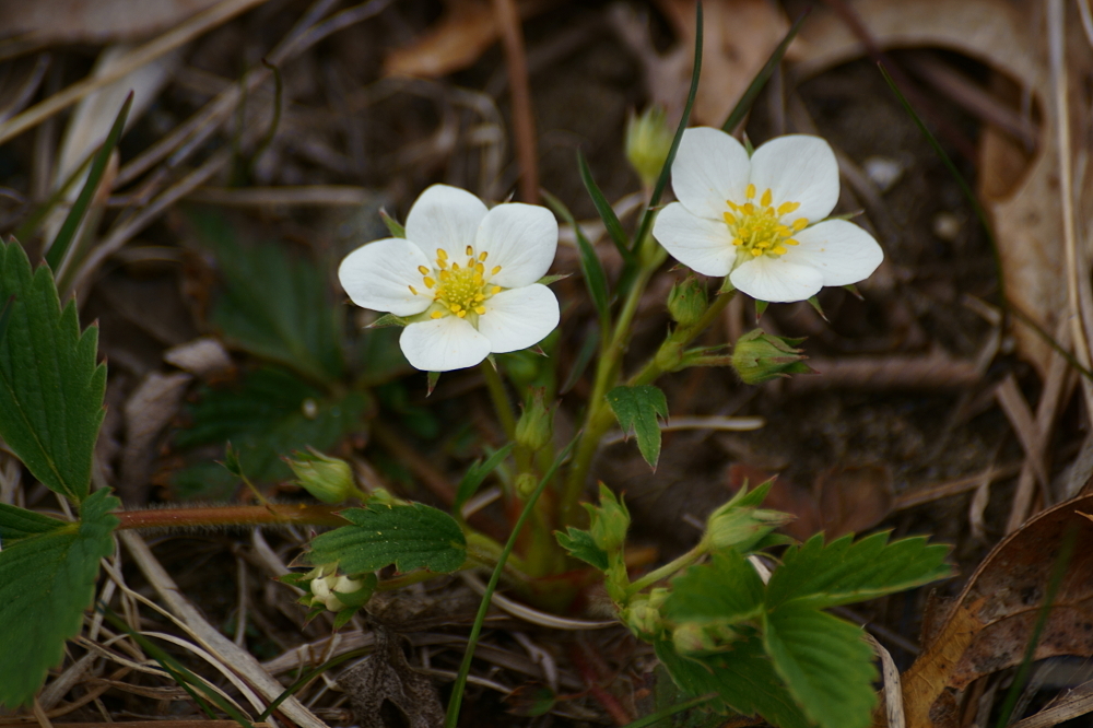 international backfill (iNaturalist): Fragaria