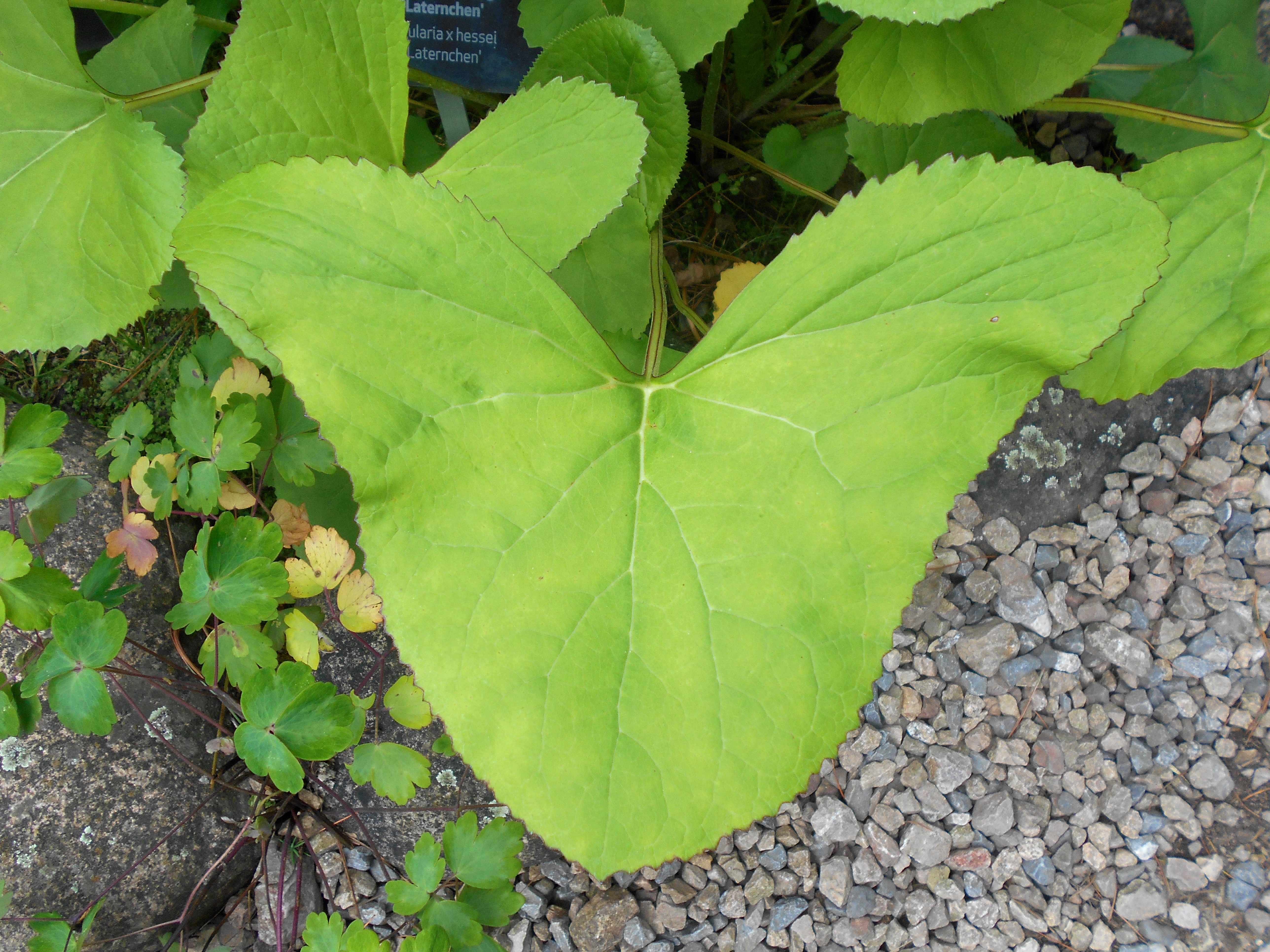 Бузульник Хессей Хессей (Ligularia hessei hessei Gregynog Gold)