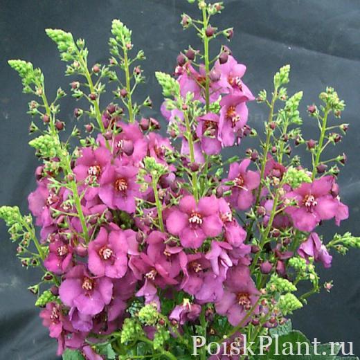 Коровяк гибридный Plum Smokey