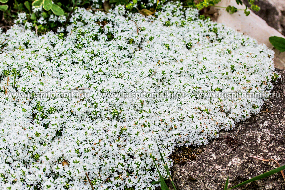 Тимьян ранний Albiflorus