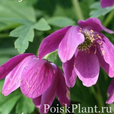 Анемона дубравная Gigantea Rubra